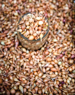 Soğan fideleri için.