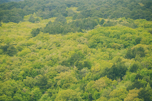 Green forest top view.