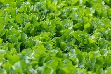 Serada marul yaprağı.