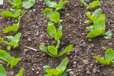 Genç marul bitkisi..