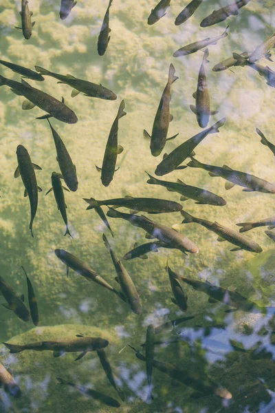 Flock of fish in the river of Croatia national park, River trout, A lot of fish in the water.