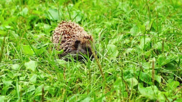 Hedgehog in grass — Stock Video