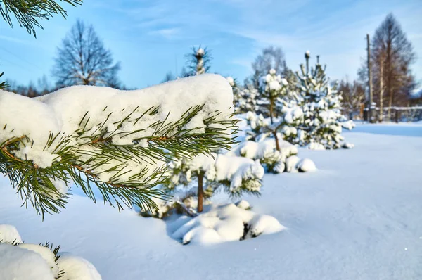 Rząd drzew sosny pokryte śniegiem — Zdjęcie stockowe