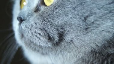 İngiliz scort saç kedi namlu yakın çekim