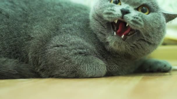 Gatto Britannico Capelli Corti Sempre Arrabbiato Video Stock