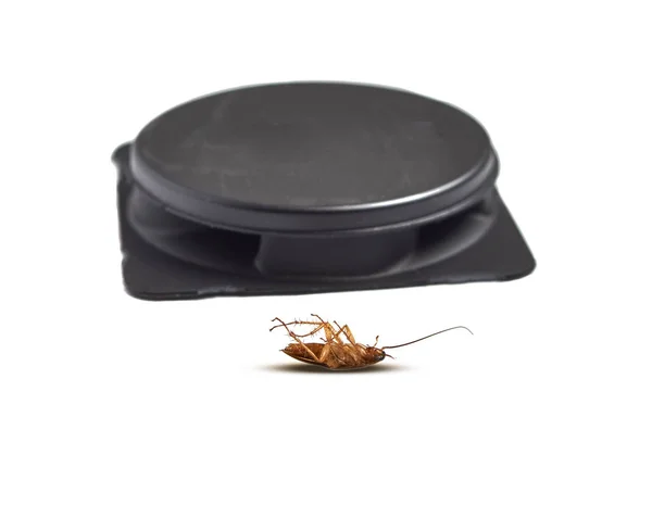 Bir böcek ilacı tuzak önünde yatan ölü Hamam böceği