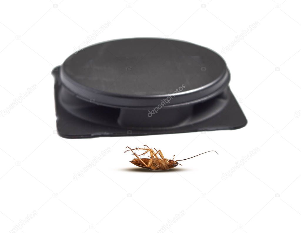 Dead cockroach lying in front of an insecticide trap