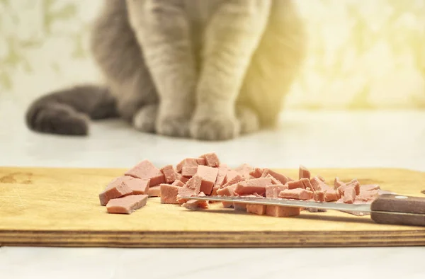 Cat begging a piece of a sausage sitting on the table — Stock Photo, Image