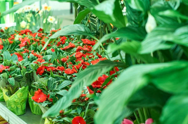 꽃이 게에서 붉은 꽃 — 스톡 사진
