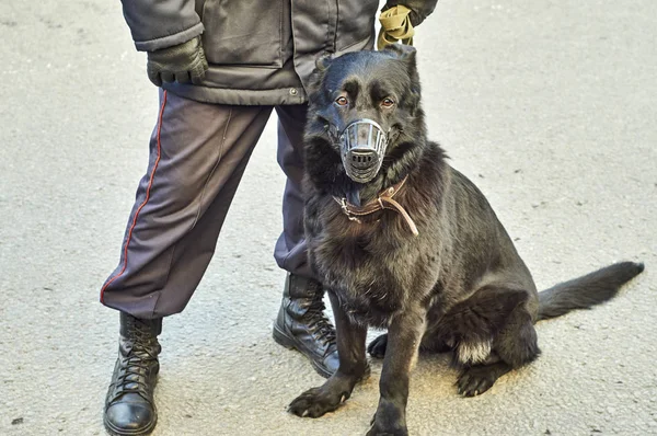 Russian policeman with a war dog