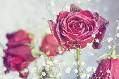 Ölmek üzere olan kırmızı gül