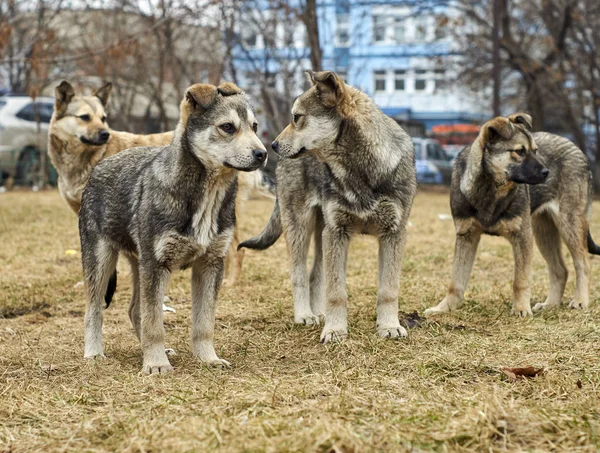 Perros mestizos sin hogar — Foto de Stock
