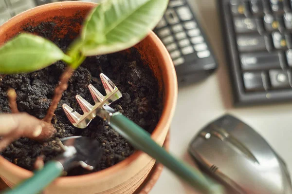 Liten rake og spade i blomsterpotta på arbeidsplassen – stockfoto