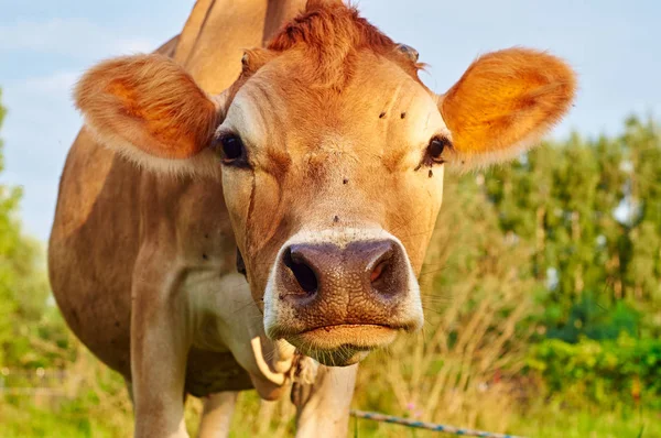 Face of a cow sniffing — Stock Photo, Image
