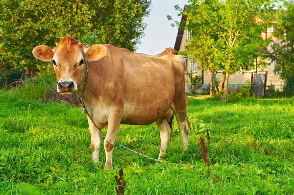 Cow grazing near a rural house — Stock Photo, Image