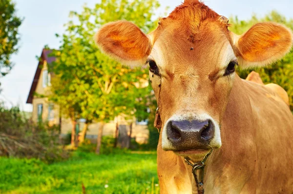 Muzzle of a cow against a rural house — Stock Photo, Image