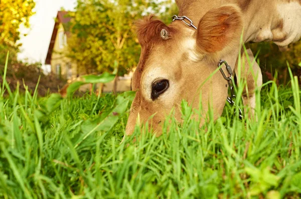 Cow eating grass close up — Stock Photo, Image
