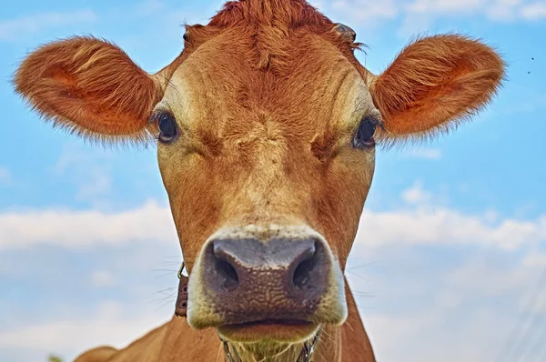 Face of a cow against the sky — Stock Photo, Image