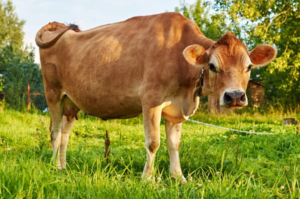 Cow looking at the camera — Stock Photo, Image