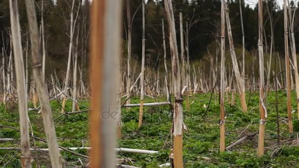 Πανόραμα του τομέα των αποξηραμένων γουρουνόχορτο — Αρχείο Βίντεο