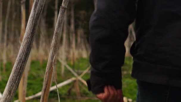 Ember átkelés egy mező szárított medvetalp — Stock videók