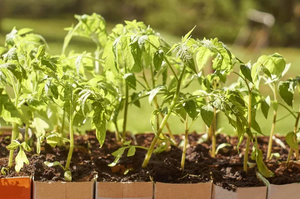 Tomatspirer som vokser i papirmelkepakninger – stockfoto