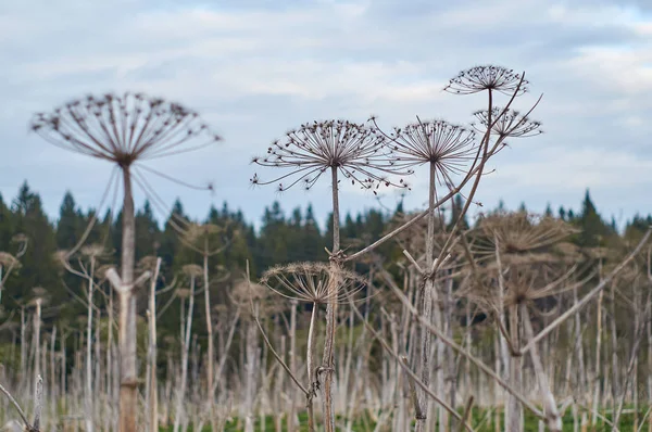 Dried hogweed in the field — Stock Photo, Image