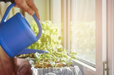 Sebze fidesi sulama ile sulama