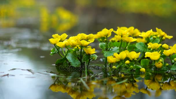 Caltha palustris flores en el agua — Vídeo de stock