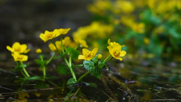 Heldere bloemen van dotterbloem groeien in water — Stockvideo