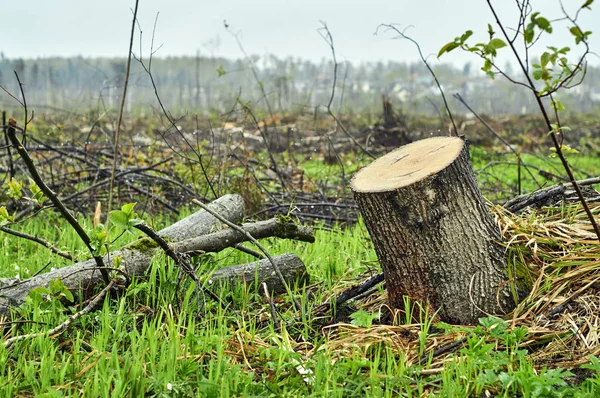 Последствия вырубки лесов — стоковое фото