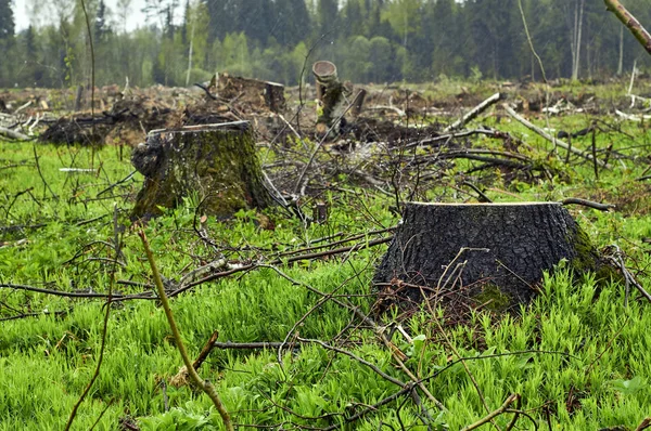 Дерево пніє на ділянці вирубки лісів — стокове фото
