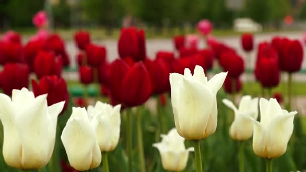 Červené a bílé tulipány pěstování před rozmazané frekventované moskevské ulice — Stock video
