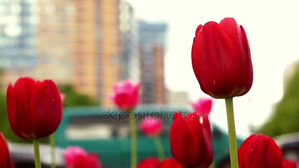 Rode tulpen groeien voor wazig drukke straat van Moskou — Stockvideo