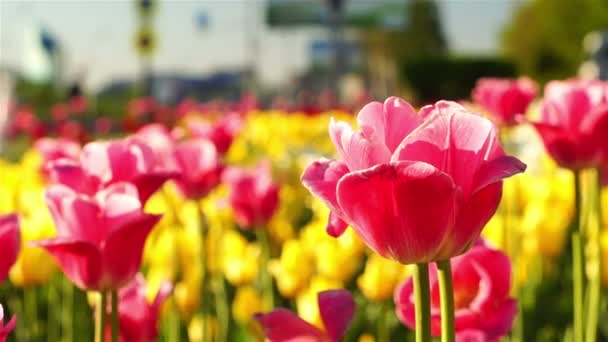 Tulipanes rosados balanceándose en el viento — Vídeos de Stock