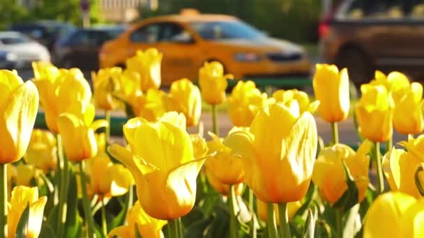 Yellow tulips in front of busy street on blurred background — Stock Video