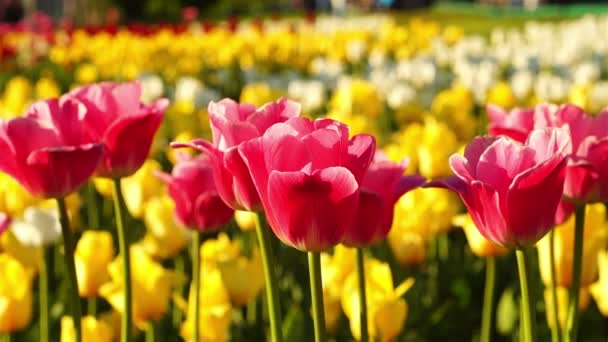 Весной на городской лужайке растут цветущие тюльпаны — стоковое видео