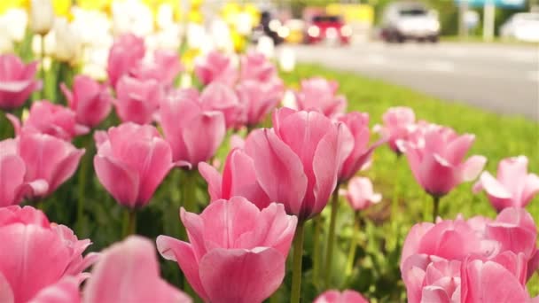 Tulpenpflanzung an der belebten Allee — Stockvideo