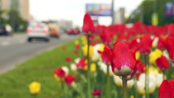 Tulipanes creciendo en la concurrida avenida — Vídeo de stock
