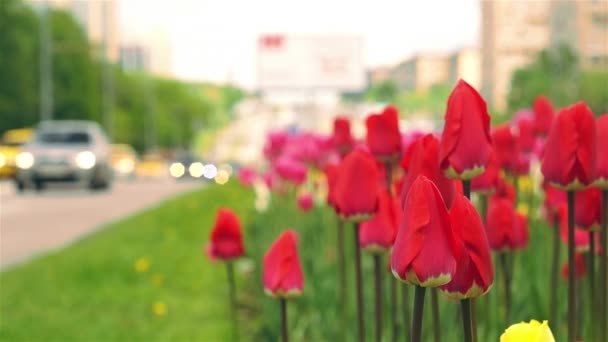 Rote Tulpen wachsen auf der belebten Allee — Stockvideo