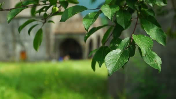 Ağaç yaprakları eski Ermeni kilisesi önünde — Stok video