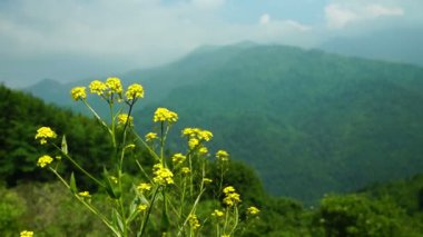 Dağlarda sarı çiçekler