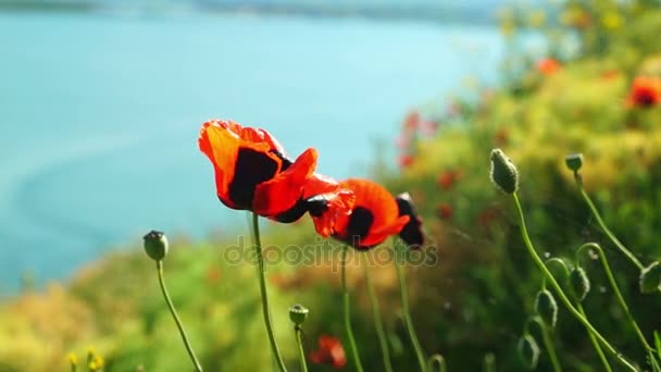 Κόκκινη παπαρούνα λουλούδια που αυξάνεται στην όχθη της λίμνης — Αρχείο Βίντεο