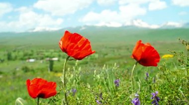 Haşhaş çiçeklerle arka plan dağlarda alanında