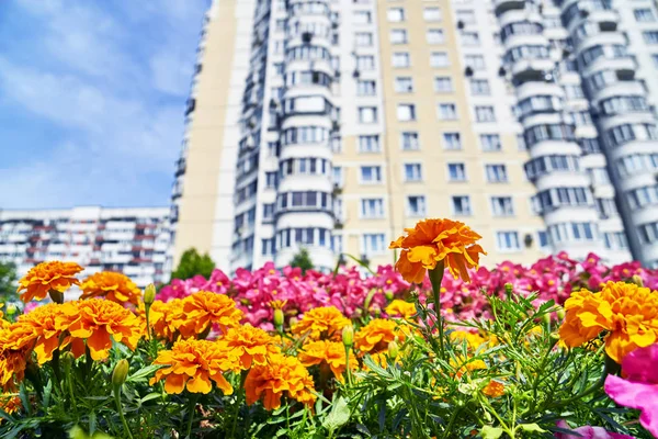 Városi virágok nagy építésiengedély — Stock Fotó