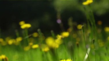 Çayır vahşi sarı çiçekler ile hareket