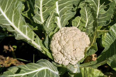 Bahçe yatağa büyüyen olgun karnabahar