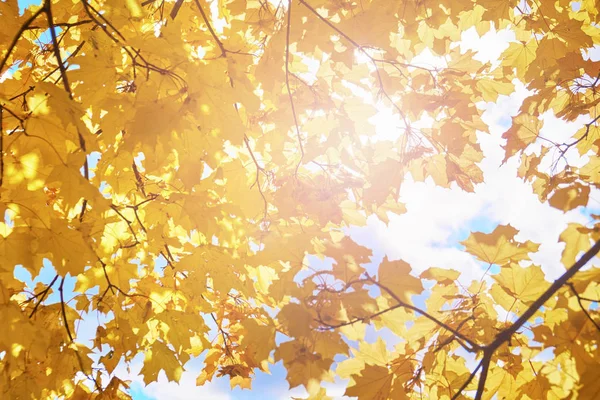 Autumn klonowe listowie promienie słońca — Zdjęcie stockowe