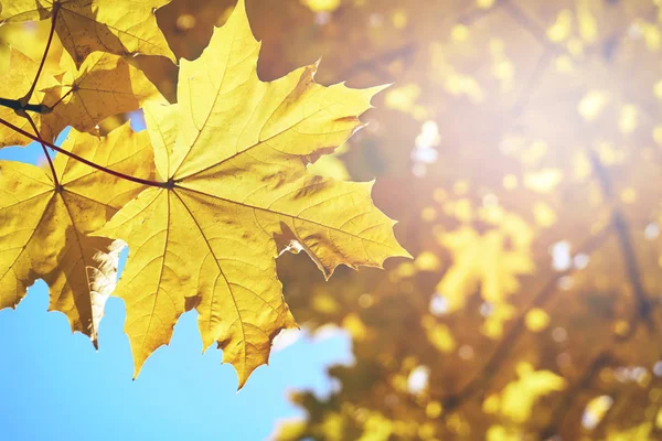 Жовте кленове листя освітлене сонячними променями — стокове фото