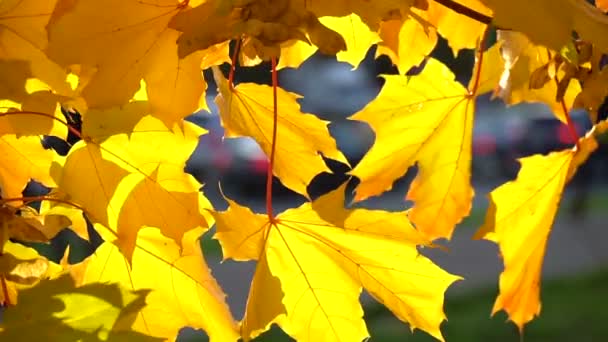 Кленовые листья освещаются будь солнце в городе — стоковое видео